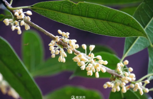 桂花：報(bào)一絲啊，今年來(lái)遲了~